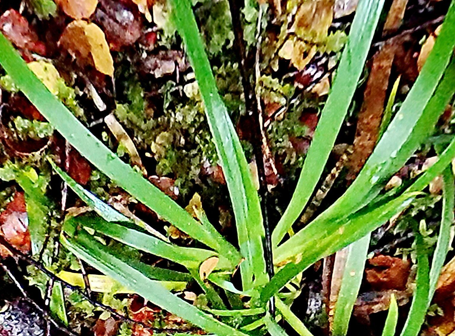 Libertia pulchella — houseplant care guide