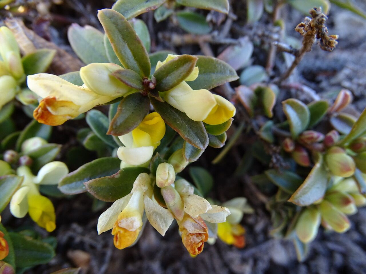 Polygala chamaebuxus leaf