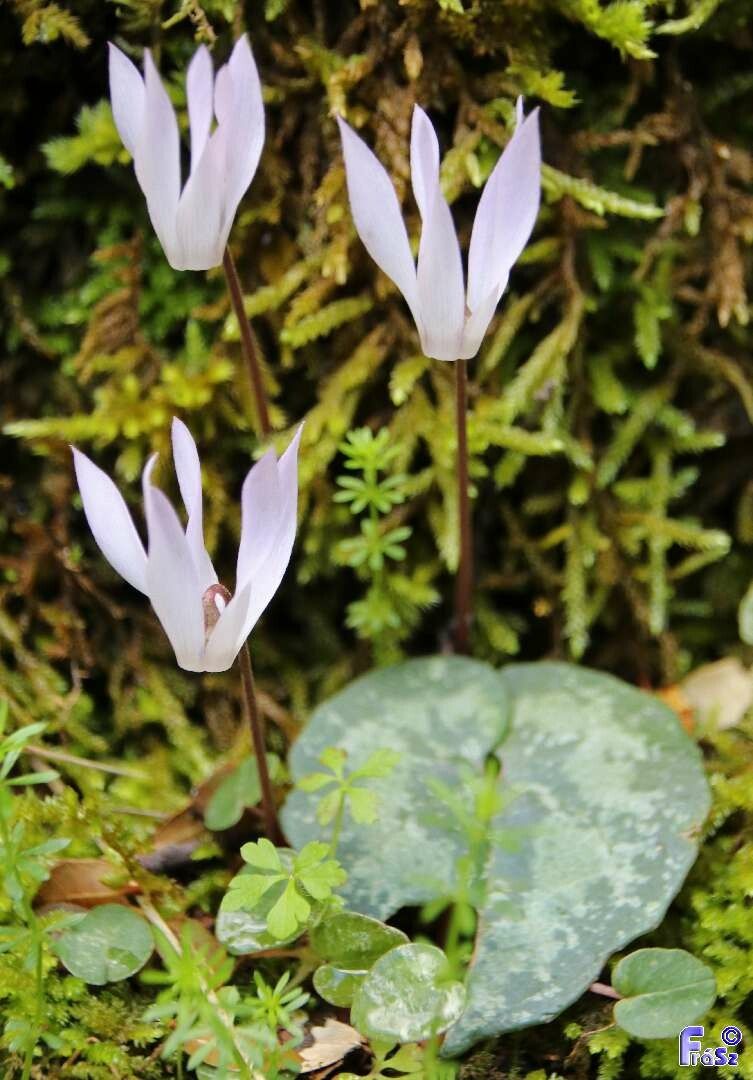Cyclamen creticum habit