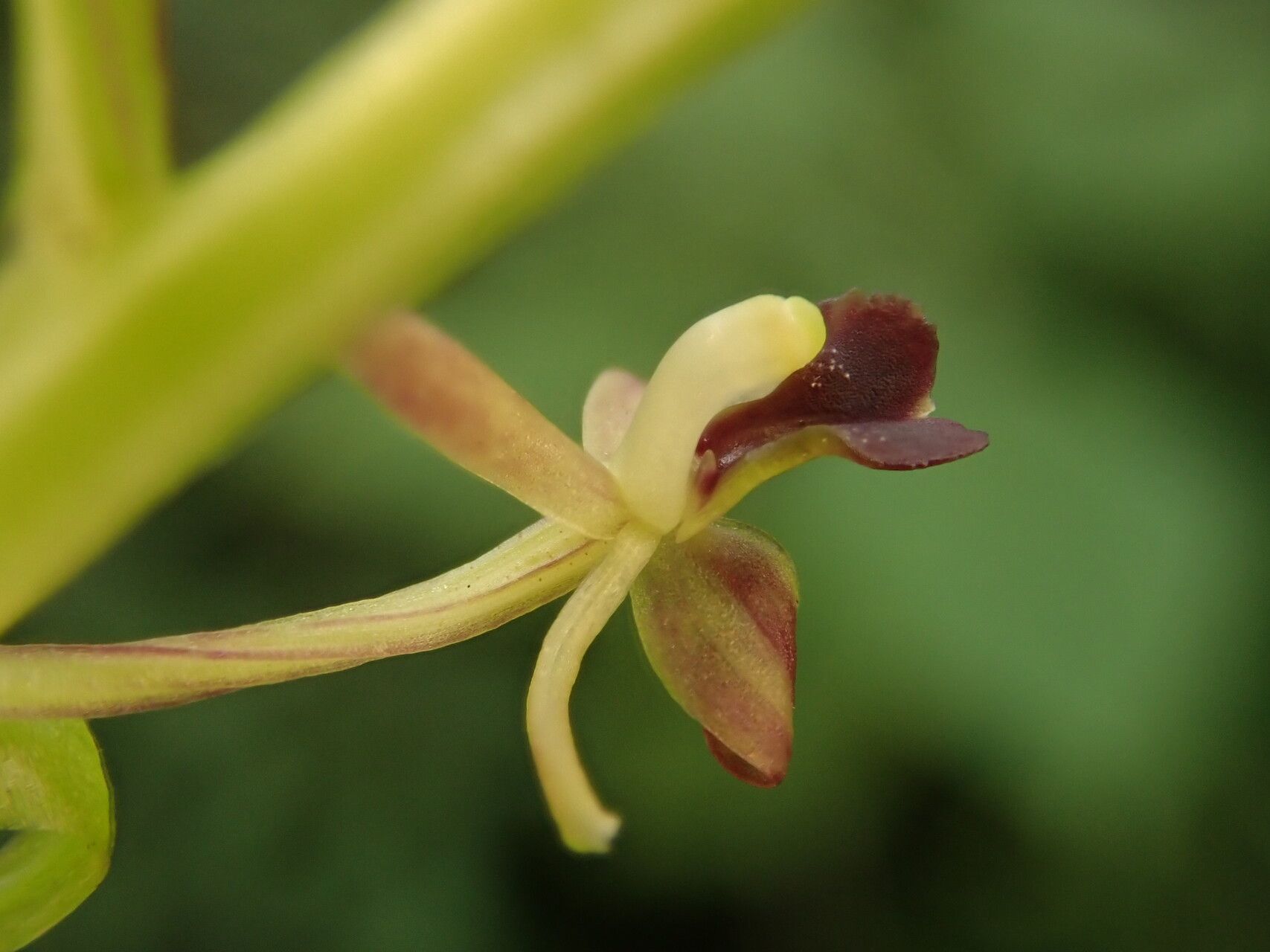 Liparis nervosa flower