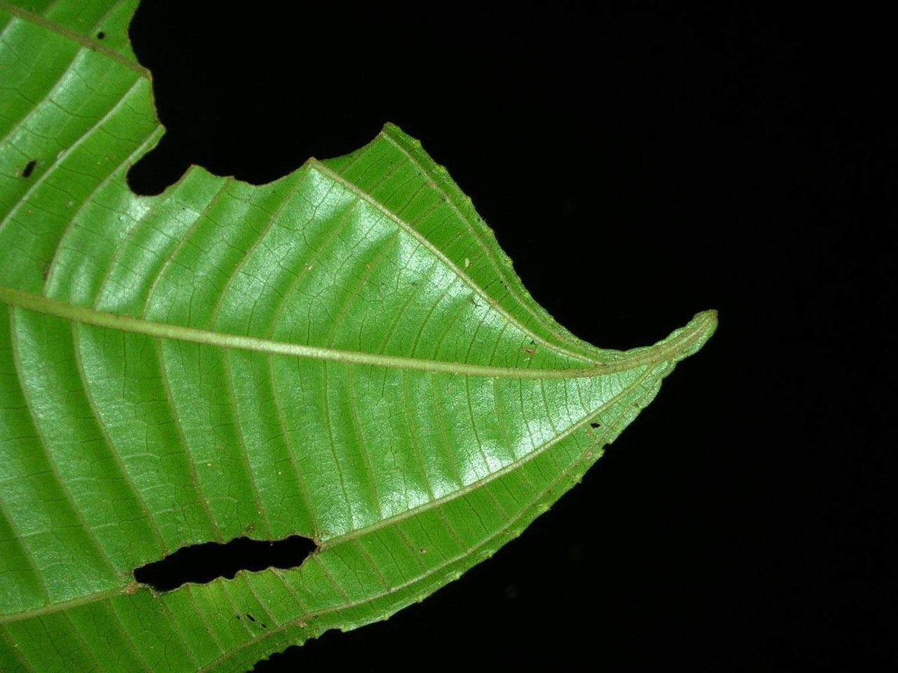 Miconia conosetifera — houseplant care guide