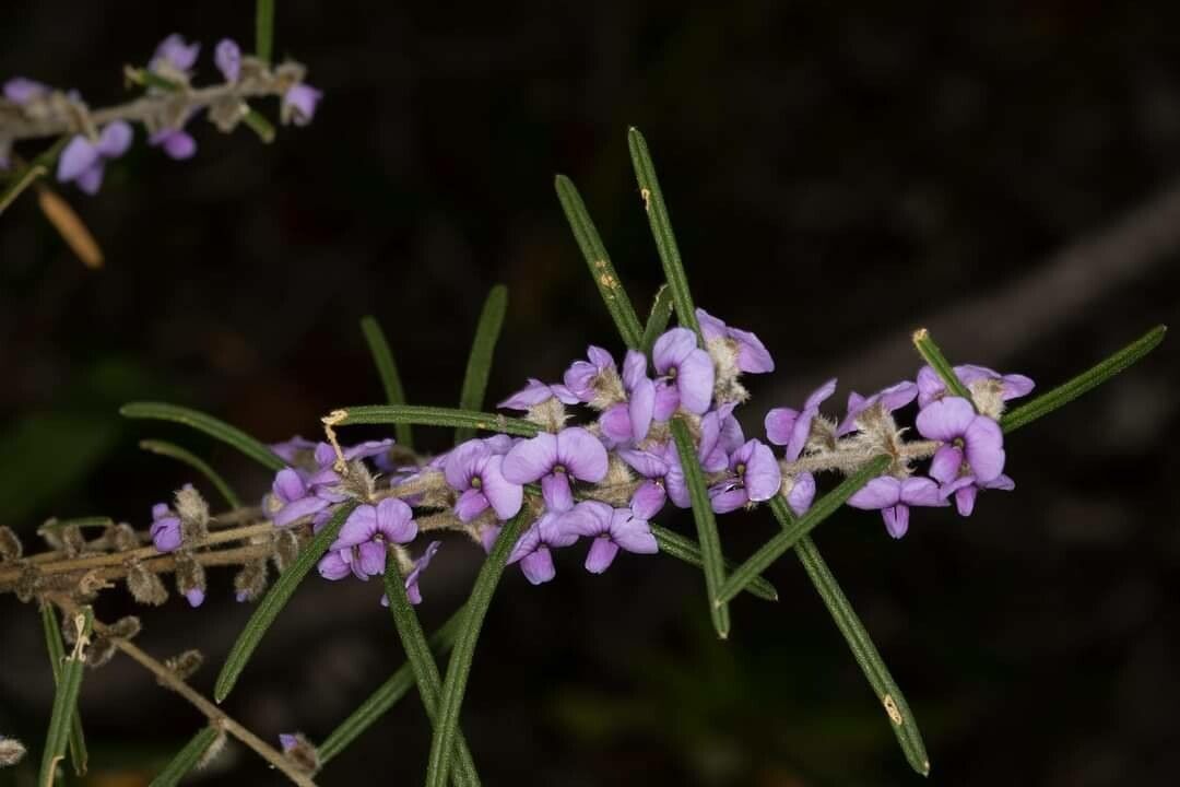 Hovea longifolia — houseplant care guide