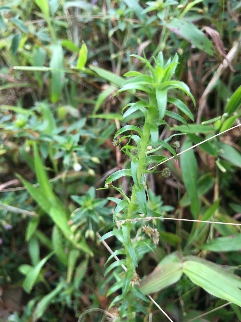 Paepalanthus fluviatilis — houseplant care guide