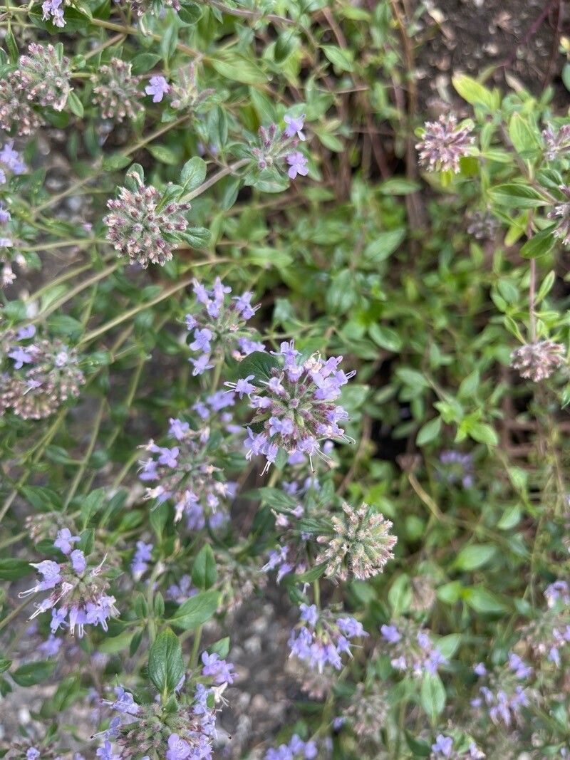 Ziziphora clinopodioides flower