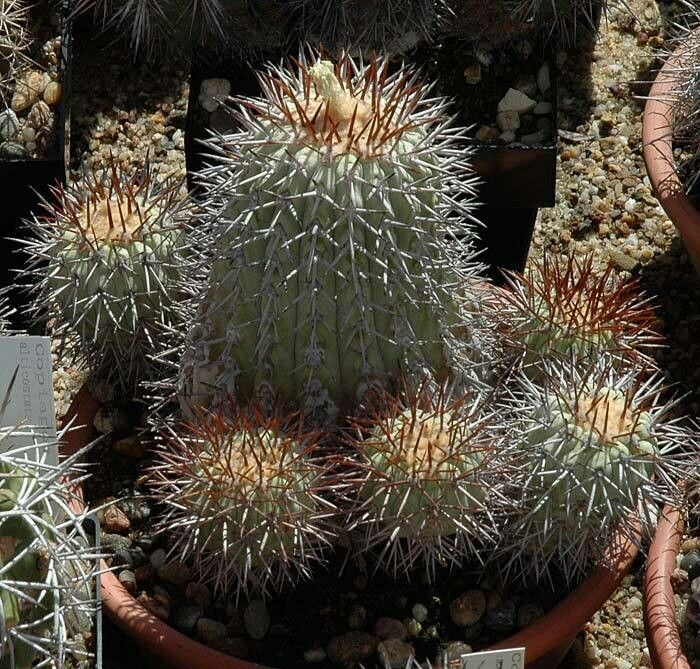 Copiapoa longistaminea — houseplant care guide