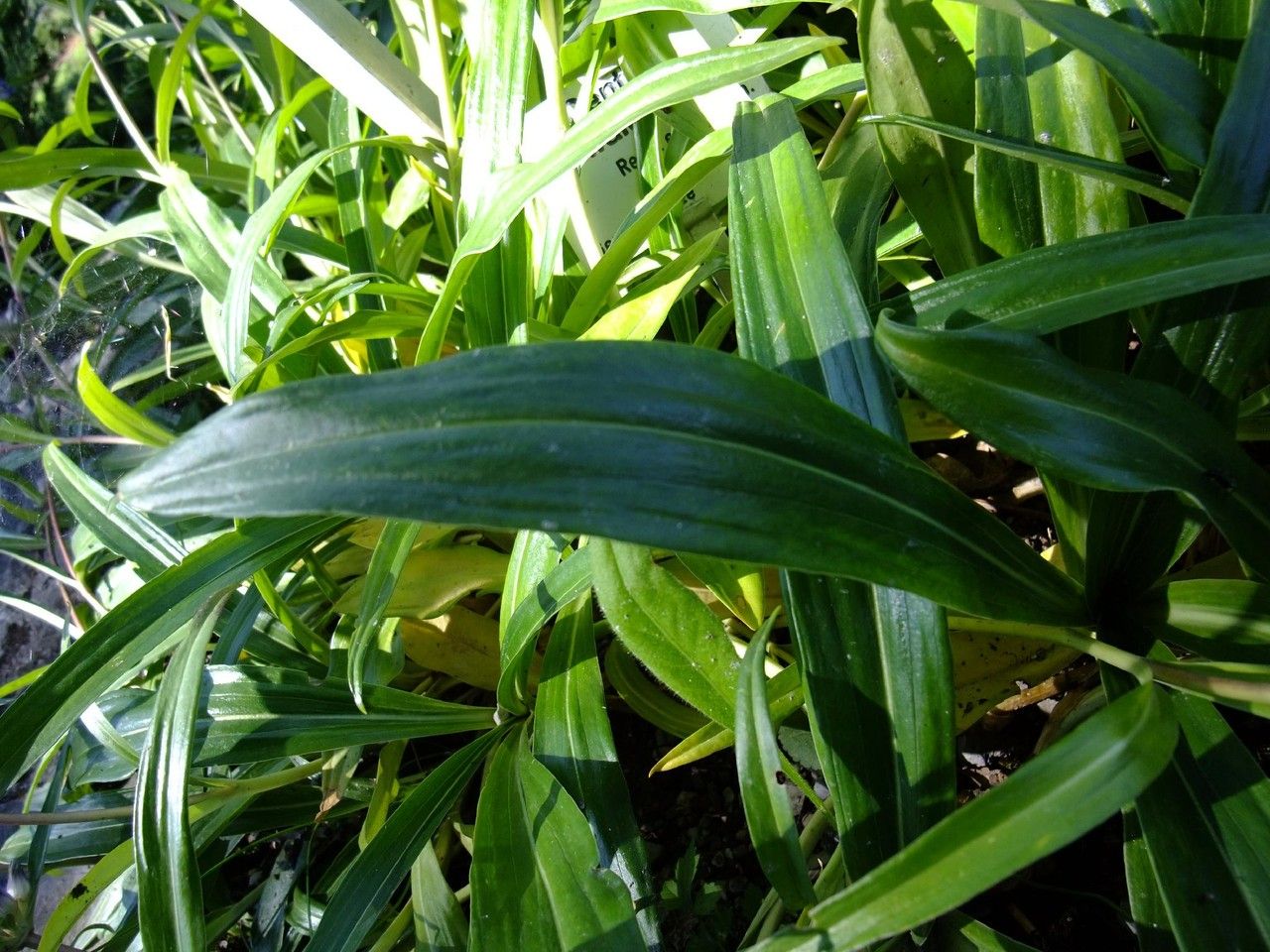 Gentiana walujewii — search result for 'Gentiana'