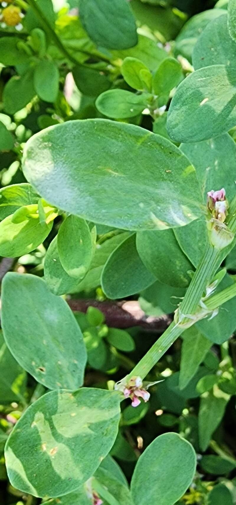 Polygonum patulum — houseplant care guide