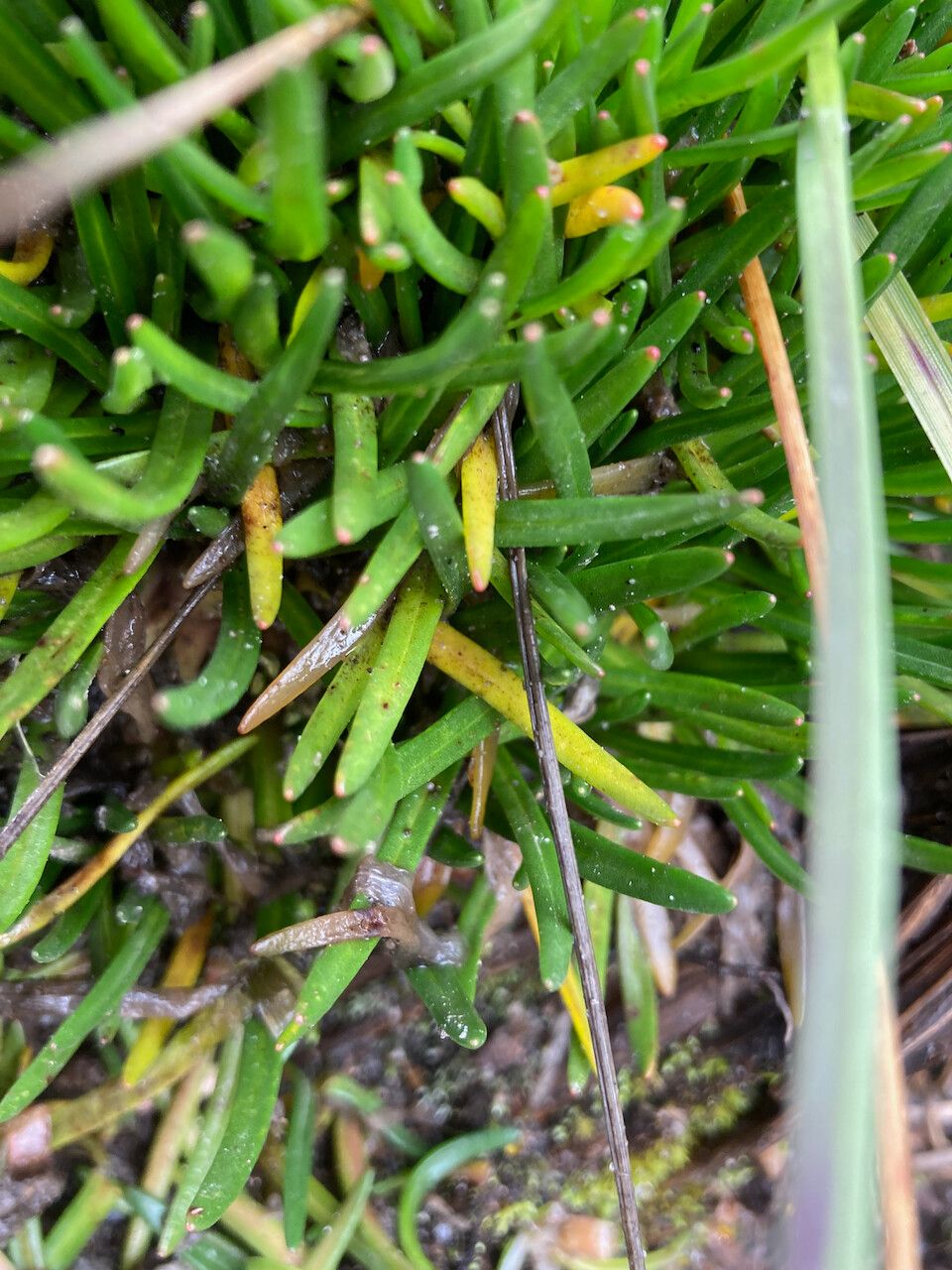 Calandrinia acaulis — related species from the same genus