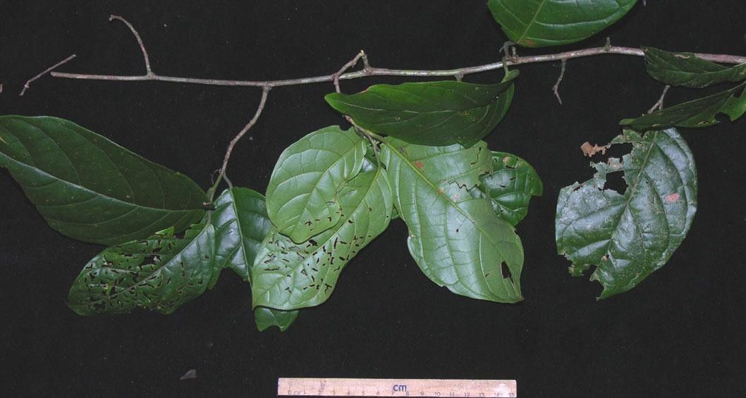 Coccoloba excelsa other