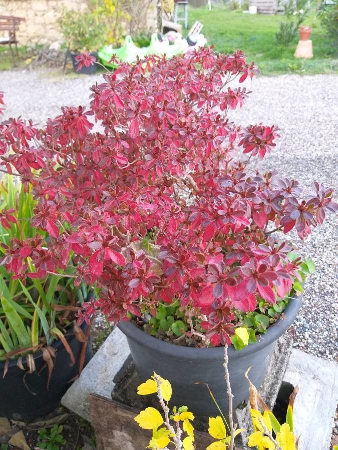 Rhododendron x obtusum flower