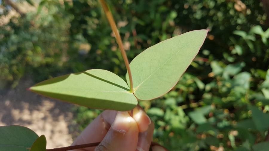 Eucalyptus rubida — search result for 'Eucalyptus'