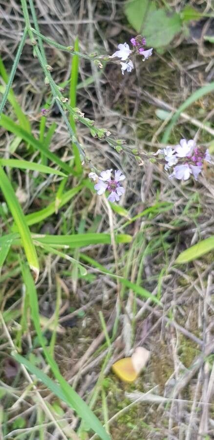 Verbena menthifolia flower