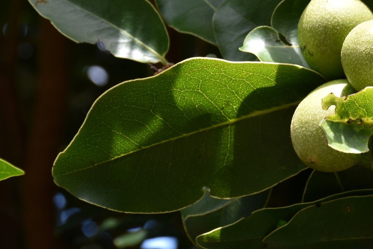 Diospyros tessellaria leaf