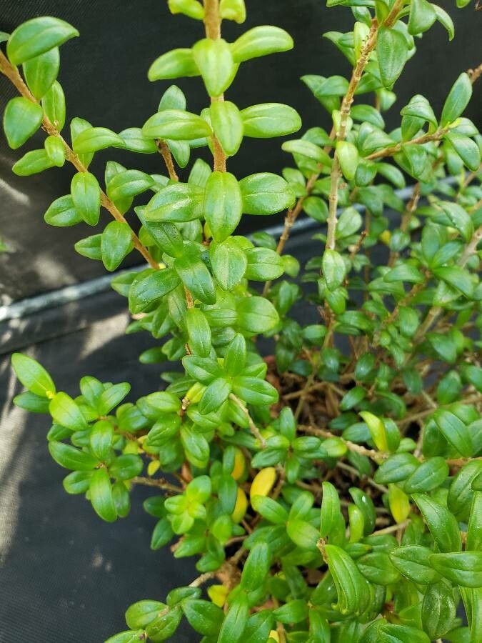 Aeschynanthus buxifolius