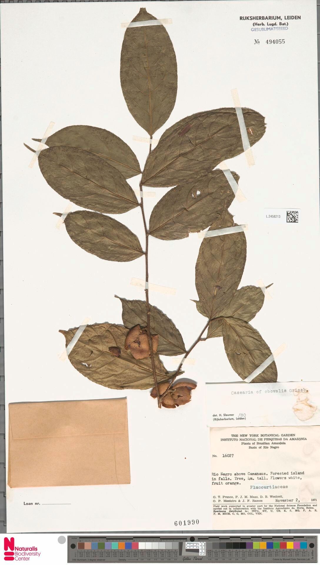 Casearia obovalis fruit