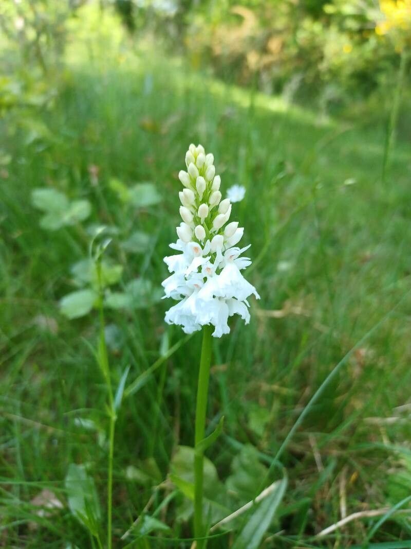 Orchis mascula x Orchis militaris flower