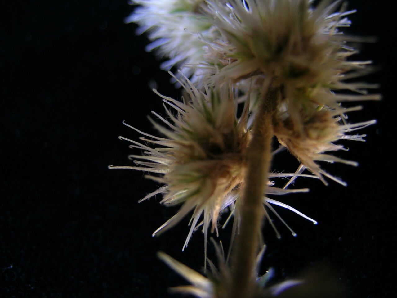 Cyathula capitata fruit
