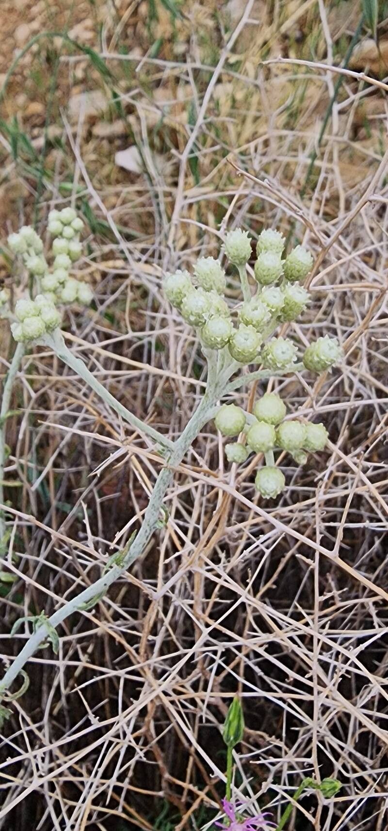 Helichrysum globiferum flower