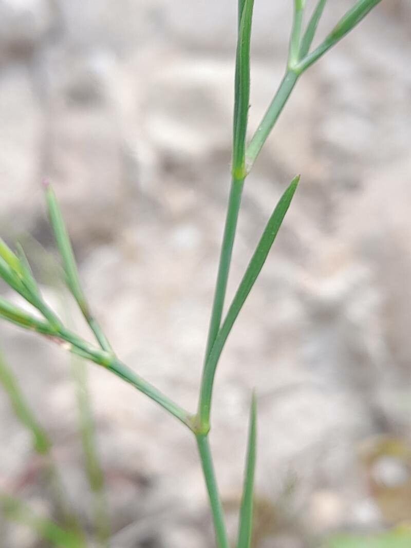 Dianthus nudiflorus leaf