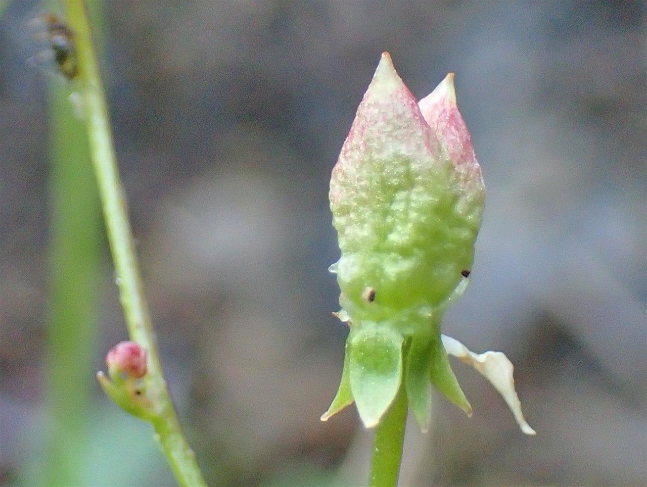 Saxifraga stellaris fruit