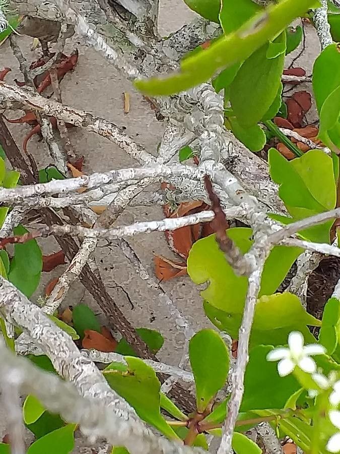 Lumnitzera racemosa bark