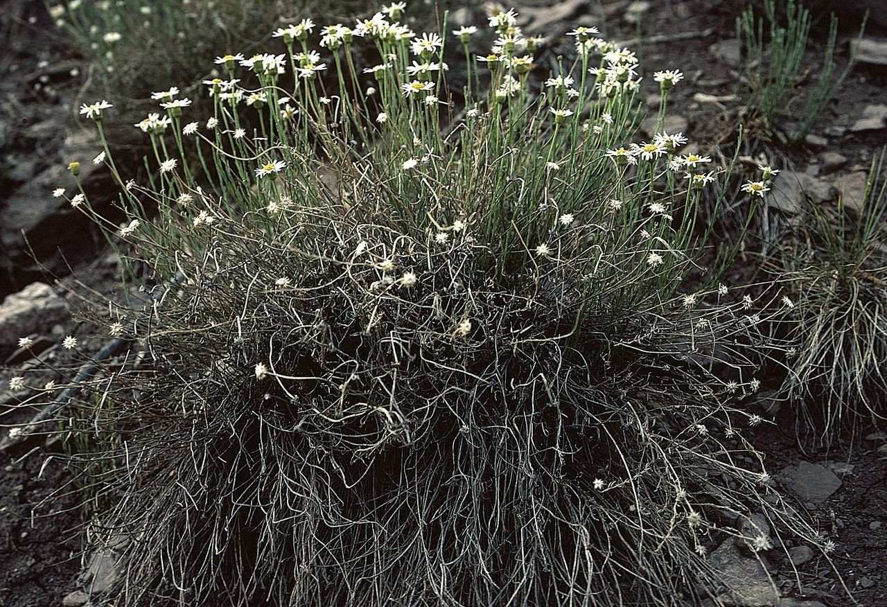 Erigeron rhizomatus habit