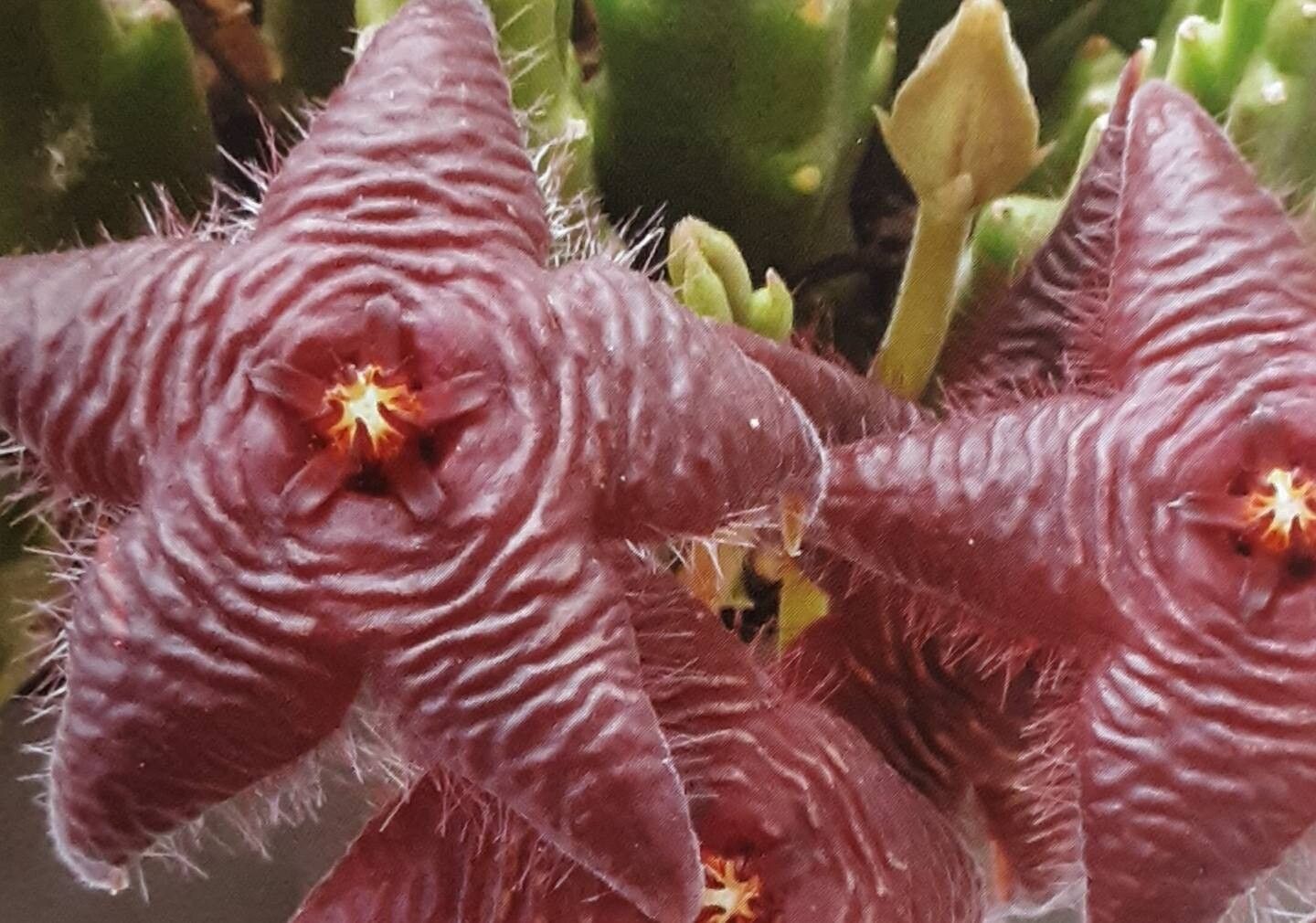 Stapelia paniculata — houseplant care guide