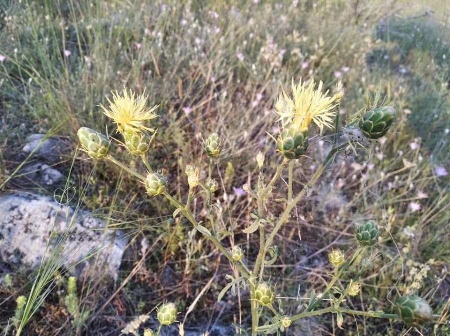 Centaurea salonitana habit