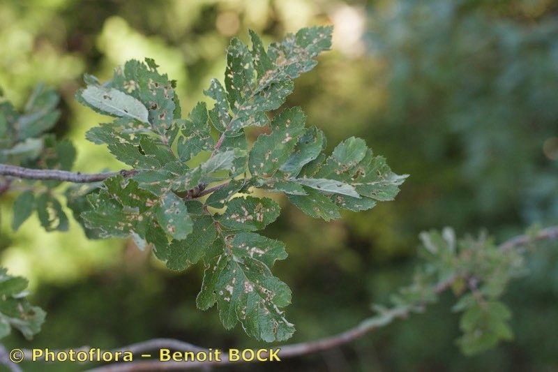 Sorbus legrei — houseplant care guide