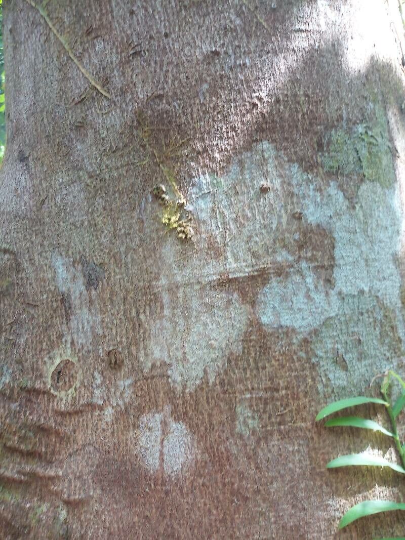 Dillenia borneensis bark