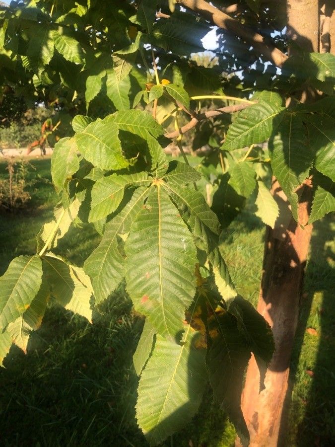 Aesculus × bushii — search result for 'Aesculus'