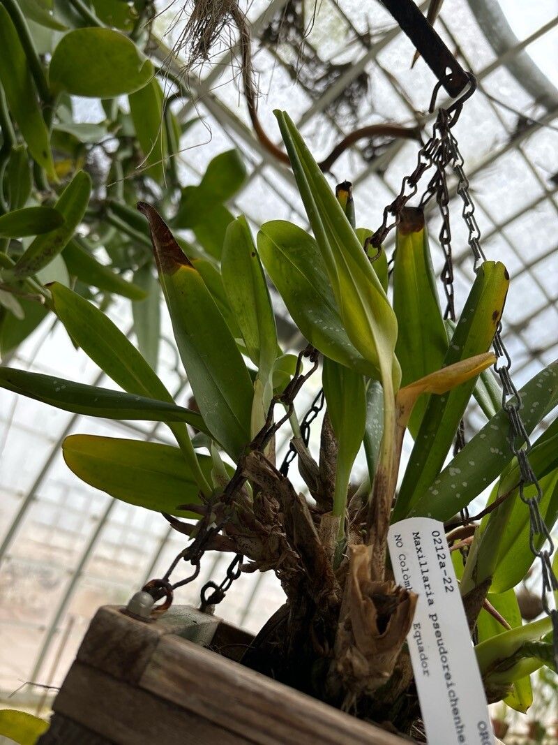 Maxillaria pseudoreichenheimiana — search result for 'Maxillaria'