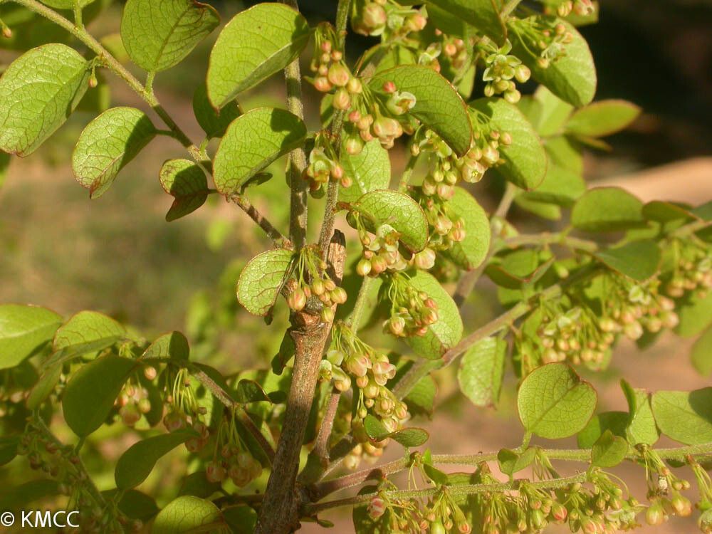 Phyllanthus fuscoluridus — houseplant care guide
