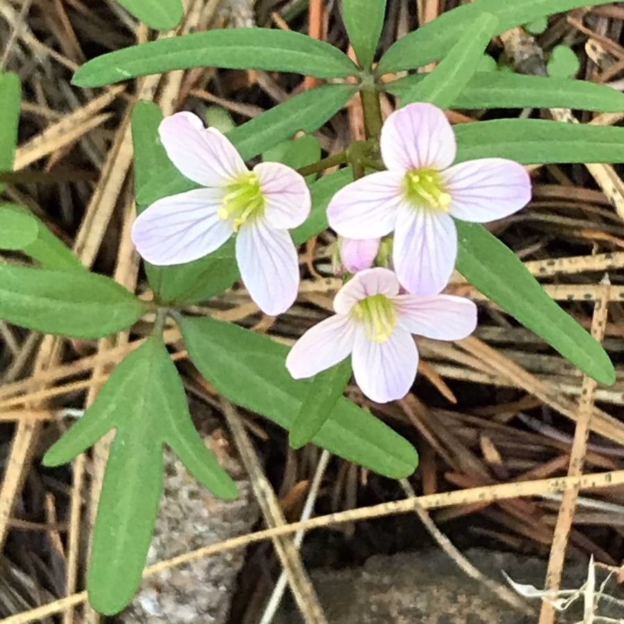 Cardamine nuttallii flower