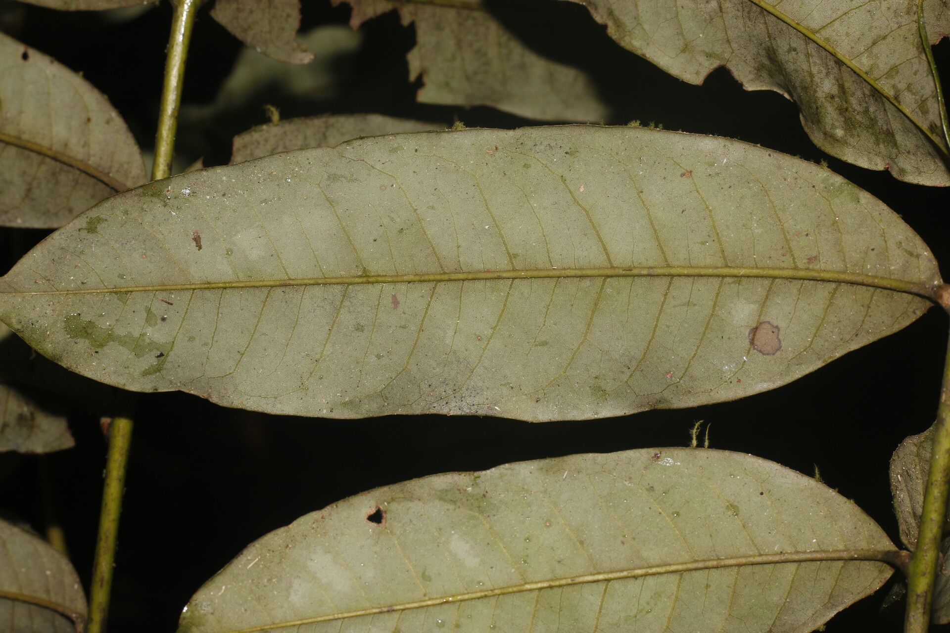 Alfaroa manningii leaf