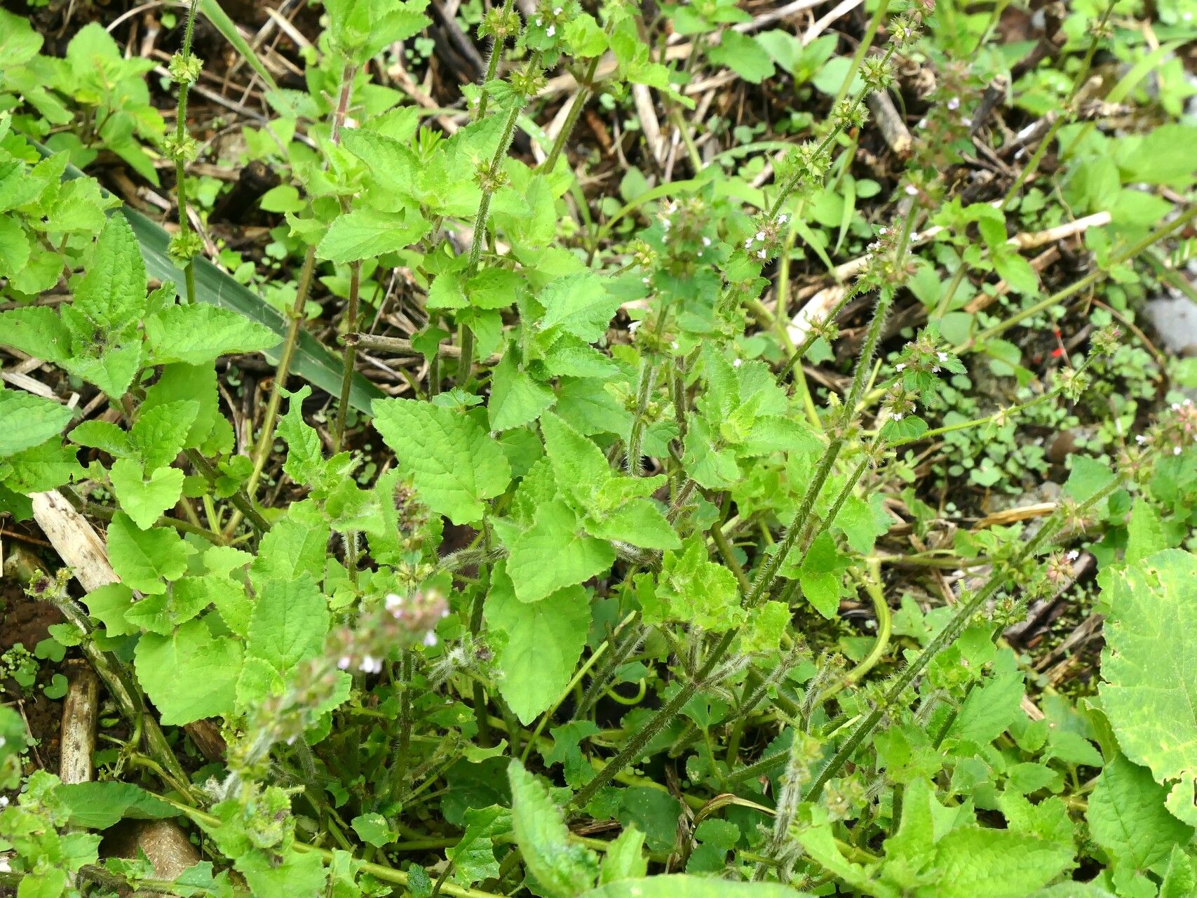 Stachys gilliesii habit
