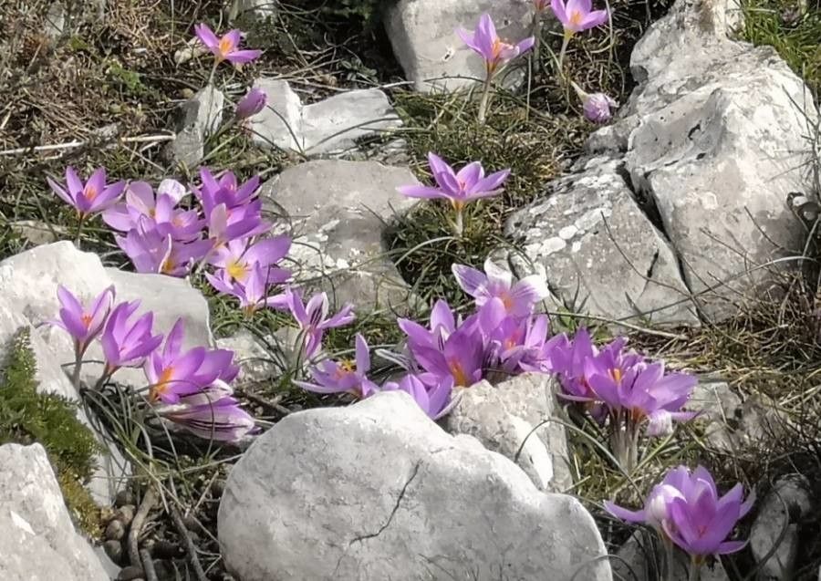 Colchicum lusitanum habit
