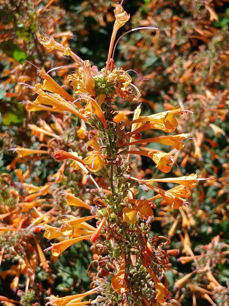 Agastache aurantiaca flower