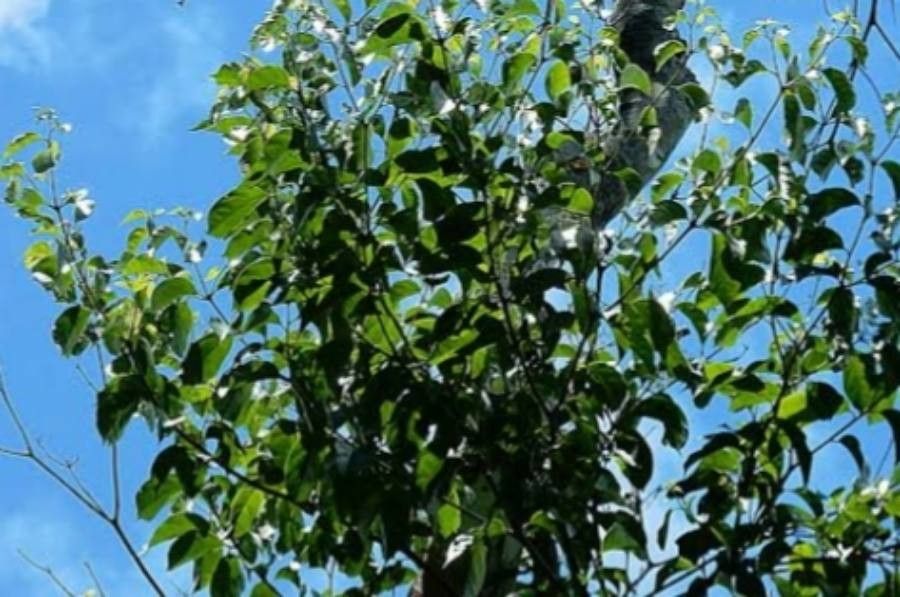 Cordia acutifolia — related species from the same genus