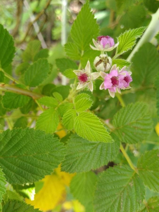 Rubus niveus flower