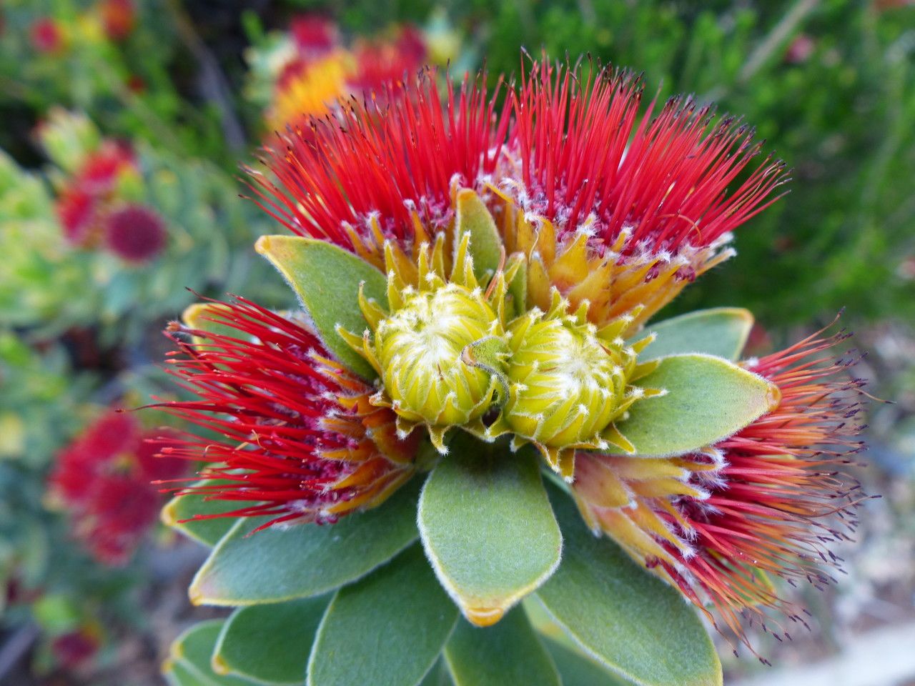 Leucospermum oleifolium flower