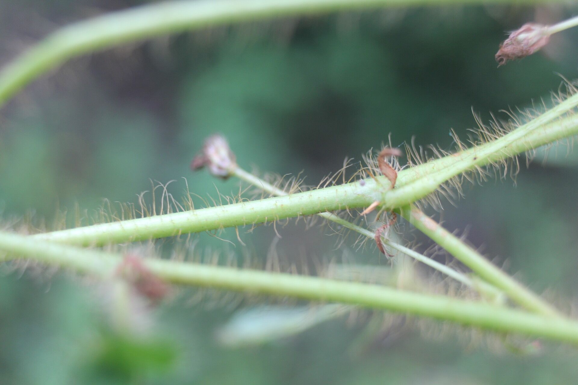 Mimosa skinneri bark