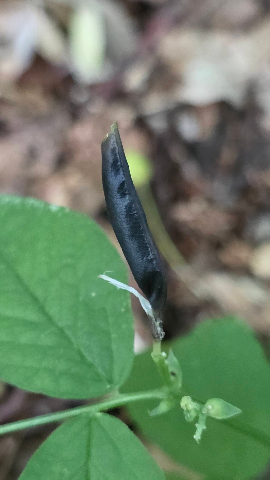 Vicia oroboides fruit