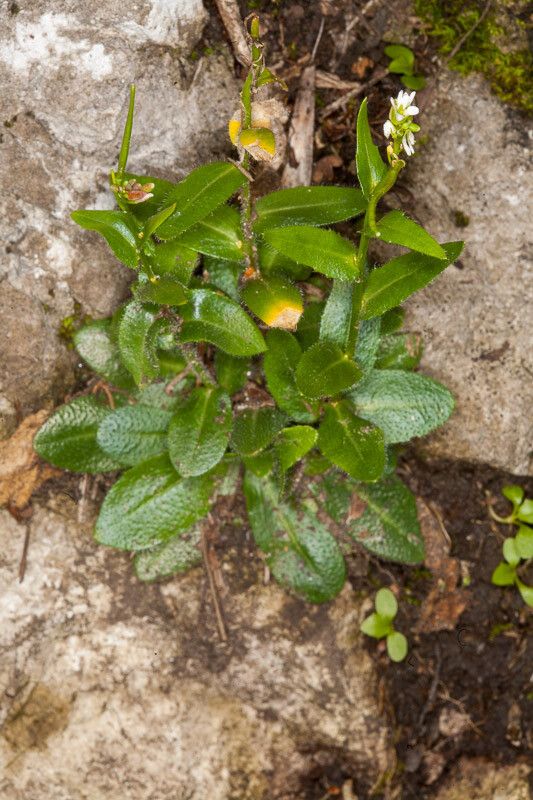 Arabis nova — houseplant care guide