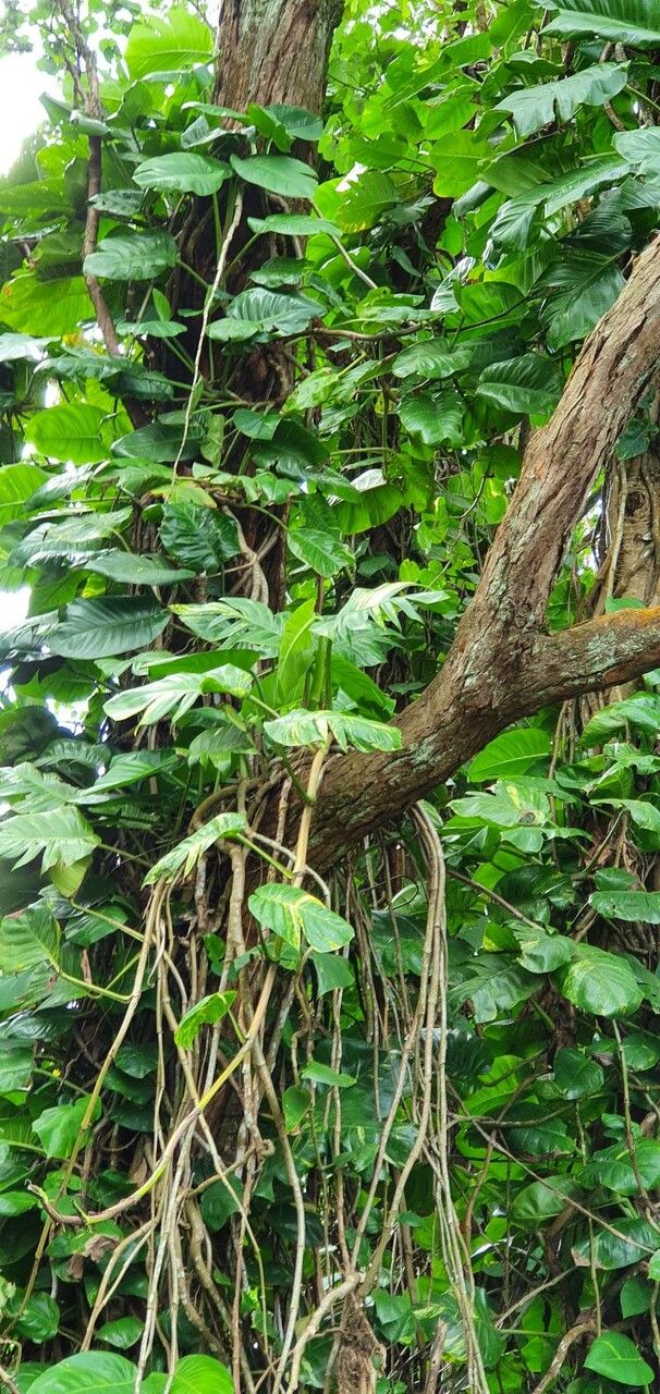 Epipremnum giganteum leaf