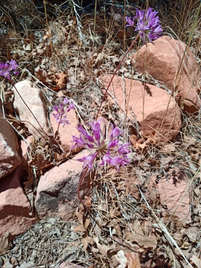 Allium acuminatum flower