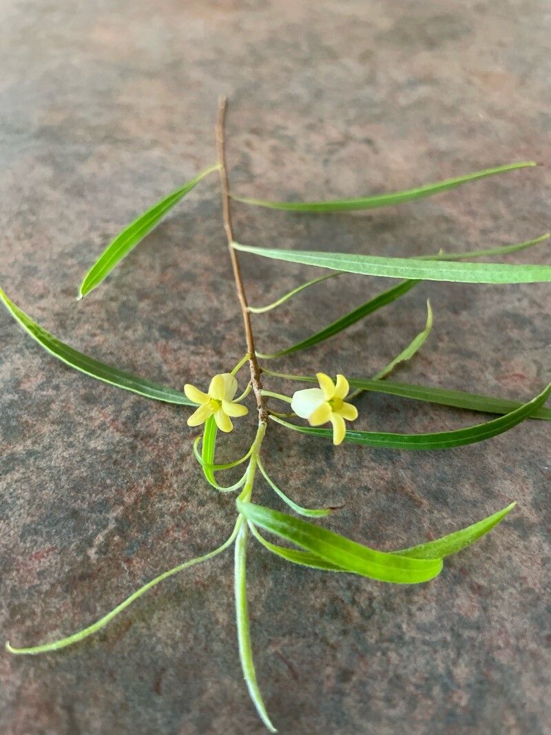 Pittosporum phillyreoides leaf