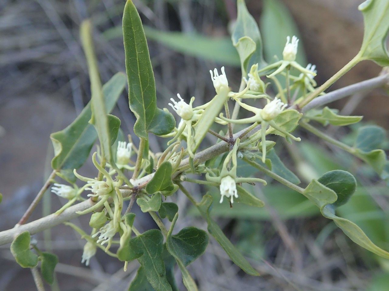 Cynanchum hastifolium flower