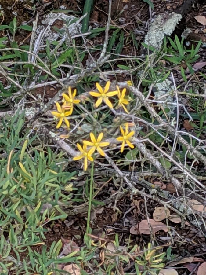 Bloomeria crocea — houseplant care guide