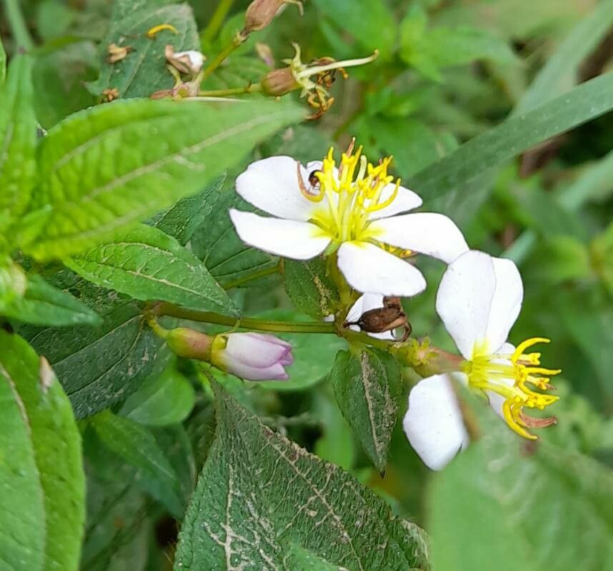 Tibouchina alpestris — related species from the same genus